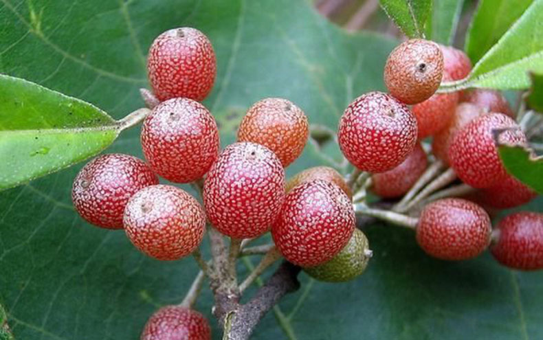 代理核算测试(营)赠送0积分0.50