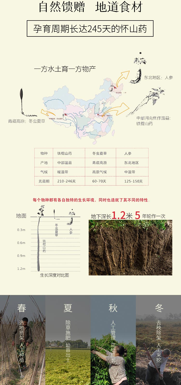 2018-1112铁棍山药片罐装500g_04.jpg